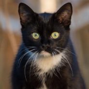 Cab Driver Spends Two Minnesota Winters Keeping Stray Cat Alive and Fed