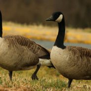 Canada Goose Waits Outside Wildlife Hospital While Her Injured Mate Gets Surgery