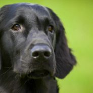 Caring Dog Provides Comfort and Friendship to Fellow Canines When They’re Sick