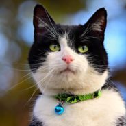 Cat Abandoned in a Carrier Outside in the Heat Finds New Home