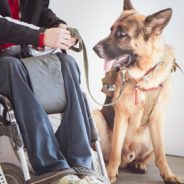 Celebrate Assistance Dogs Day By Taking A Pledge To Respect Their Important Work