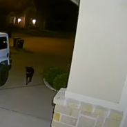 Couple Sees A Stray Dog On Their Security Camera And Make It A Mission To Save Him