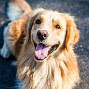 Dad Tells Golden Retriever That He’s Going To Be A Big Brother