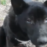 Disabled Stray Dog Dug A Nest To Hide From Humans