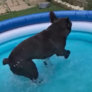 Dog Can’t Contain His Excitement When His Owner Fills Up a Wading Pool on a Hot Day