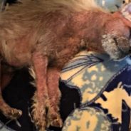 Dog Covered In Scabs From Head To Toe Gets Second Chance At Life