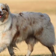 Dog Finds Loving New Home After Being Thrown Out of a Truck By Backyard Breeder