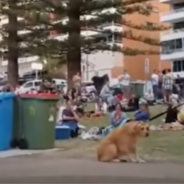 Dog Plays Dead To Avoid Leaving The Park