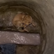 Dog Rescued From Sewer Thanks To The Actions Of A Kind Man