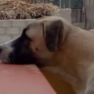 Dog With Separation Anxiety Can’t Wait For His Owner To Be Home Every Day