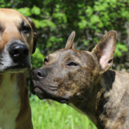 Eagle Scout Helps Dog Rescue By Building And Donating 25 Dog Beds