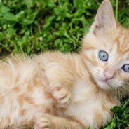 Family Takes in Stray Kittens to Keep Them Safe, and They End Up with Two More