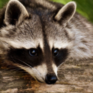 Firefighters Help ‘Embarrassed’ Raccoon Find His Way Home