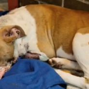 Former Bait Dog Adopted By Firefighter Who Saved Her Life