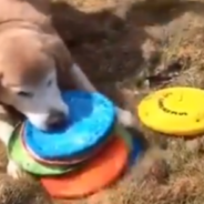 Frisbee-Obsessed Dog Goes Viral For Gathering All His Discs At Once