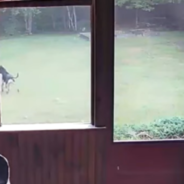 German Shepherd Befriends A Black Bear In His Backyard