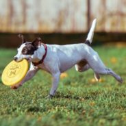 Group of Animal Shelters Are Holding Their Own Olympic Games, with Their Rescue Animals