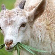 How Goats Play an Important Role in Wildfire Prevention