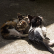 How To Socialize Feral Kittens So They’re Ready For A New Home