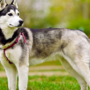 Husky Rescues Cat Trapped In A Cooler