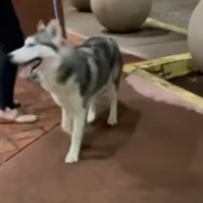 Husky Reunited With Owner After Being Kidnapped Months Before