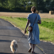 Is It Too Hot To Walk The Dog? Here’s How To Tell