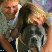 Kaley Cuoco And Husband Adopt ‘Ginormous’ Senior Dog Named Larry