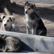 Kind-Hearted Street Vendor Feeds Hungry Strays