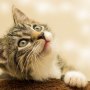 Kittens Raised By Rabbits Learn To Hop Like Bunnies