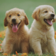 Labrador Dad Teaches His Puppies How To Swim