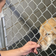 Man Reunited With His Dog 10 Years After It Went Missing