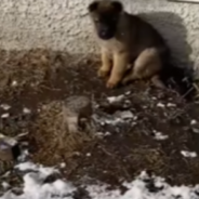 Man Sees An Online Ad For ‘Unwanted Puppies’ And Immediately Goes To Rescue Them