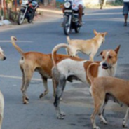 Monk Rescues 8,000 Stray Dogs And Finds Them Homes Around The World