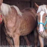 Over 50 Neglected Animals Seized From Maine Property