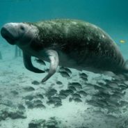 Over 800 Manatees Have Died In Florida Over The Past 6 Months, Shattering All Records