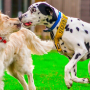 Owner Teaches Golden Retriever And Dalmatian How To Swim