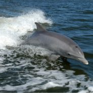 People Are Riding And Feeding Friendly Dolphin Off Texas Coast, Putting Its Life At Risk