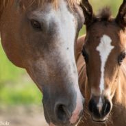 People Come Together To Rescue Horses Burned In Washington Wildfire