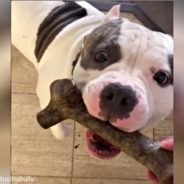 Pit Bull Cannot Contain His Excitement When His Mom Hands Him A Tasty Bone And Breaks Into A Happy Dance