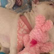 Pittie Pup Paralyzed By Tetanus Got A New Lease On Life