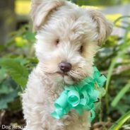 Puppy Born Without Eyes Due To “Bad Breeding Practice” Seeks Forever Home