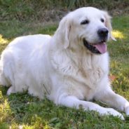 Ralph, Medical Dog, Retires From Colorado Children’s Hospital To Focus On Own Health