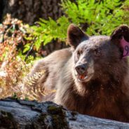 Ranger Begs Drivers To Slow Down After Bear Cub Killed By Speeding Car In Yosemite