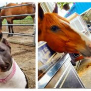 Rescue Pit Bull Is Thriving In Her New Life As “Barn Hippo”