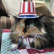 Rescued Cat Made History When She Was Elected Mayor. Can She Do It Again?