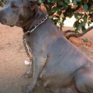 Rescuers Save Pregnant Pit Bull From Life On A Chain