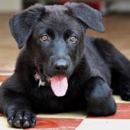 Roommates Rescue a Puppy That Had Been Crated without Food and Water in a Shed