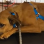 Scared Foster Dog That Wouldn Stop Hiding Finally Learns To Trust