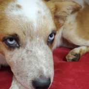 Severely Abused Puppy Gets Justice