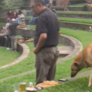 Sneaky Dog Steals Half A Pizza While No One’s Watching